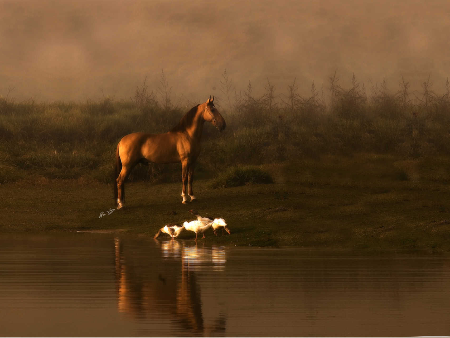 Cavalo Campolina do Haras Chiribiribinha